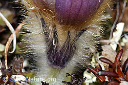 Frühlings-Anemonen (Pulsatilla vernalis) (F181575) Frühlings-Anemonen (Pulsatilla vernalis) (F181575)