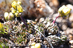 Foto: Hoppes Felsenblümchen (Draba hoppeana)