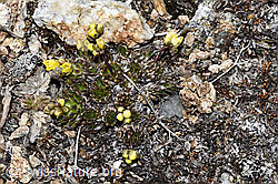 Foto: Hoppes Felsenblümchen (Draba hoppeana)
