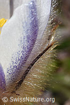 Frühlings-Anemonen (Pulsatilla vernalis) (F181650) Frühlings-Anemonen (Pulsatilla vernalis) (F181650)