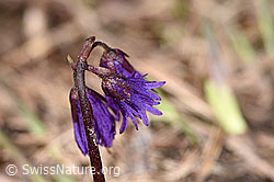 Foto: Grosses Alpenglöckchen (Soldanella alpina)