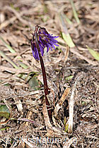 Foto: Grosses Alpenglöckchen (Soldanella alpina)