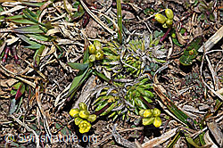 Foto: Hoppes Felsenblümchen (Draba hoppeana)