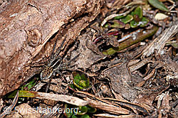 Pardosa monticola (F181685)