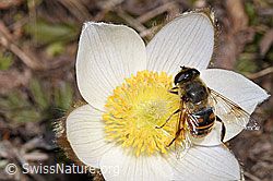 Mistbiene (Eristalis tenax) auf Frühlings-Anemone (Pulsatilla vernalis) (F182100) Mistbiene (Eristalis tenax) auf Frühlings-Anemone (Pulsatilla vernalis) (F182100)