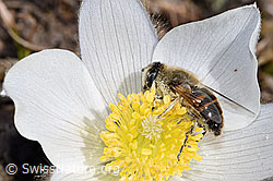 Mistbiene (Eristalis tenax) auf Frühlings-Anemone (Pulsatilla vernalis) (F182103) Mistbiene (Eristalis tenax) auf Frühlings-Anemone (Pulsatilla vernalis) (F182103)