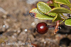 Immergrüne Bärentraube (Arctostaphylos uva-ursi) (F182105) Immergrüne Bärentraube (Arctostaphylos uva-ursi) (F182105)