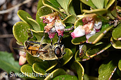 Mistbiene (Eristalis tenax) an Immergrüner Bärentraube (Arctostaphylos uva-ursi) (F182116) Mistbiene (Eristalis tenax) an Immergrüner Bärentraube (Arctostaphylos uva-ursi) (F182116)