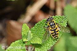 Totenkopfschwebfliege (Myathropa florea) (F182740) Totenkopfschwebfliege (Myathropa florea) (F182740)