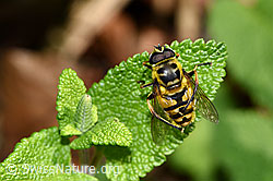 Totenkopfschwebfliege (Myathropa florea) (12.06.2021, F182741)