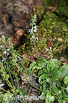 Gebräuchlicher Ehrenpreis (Veronica officinalis) (12.06.2021, F182750)