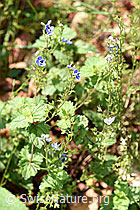 Gamander-Ehrenpreis (Veronica chamaedrys) (12.06.2021, F182762)