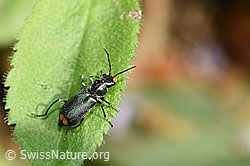 Foto: Clanoptilus elegans (Zipfelkäfer)