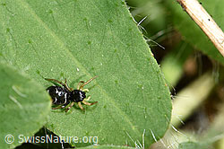 F182772: Heliophanus cupreus