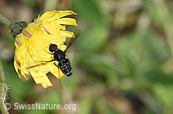 Geöhrtes Habichtskraut (Hieracium lactucella)