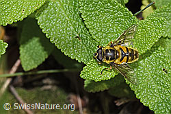 Totenkopfschwebfliege (Myathropa florea) (F182795) Totenkopfschwebfliege (Myathropa florea) (F182795)