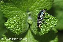 Foto: Clanoptilus elegans (Zipfelkäfer)