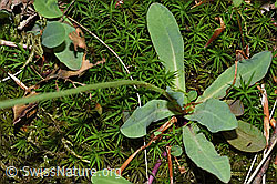 Geöhrtes Habichtskraut (Hieracium lactucella) (F182801) Geöhrtes Habichtskraut (Hieracium lactucella) (F182801)