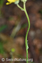 Geöhrtes Habichtskraut (Hieracium lactucella) (F182802) Geöhrtes Habichtskraut (Hieracium lactucella) (F182802)