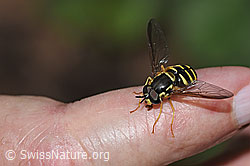 Gemeine Wespenschwebfliege (Chrysotoxum cautum) (F182809)