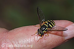 Gemeine Wespenschwebfliege (Chrysotoxum cautum) (F182811)