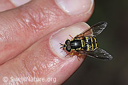 Gemeine Wespenschwebfliege (Chrysotoxum cautum) (F182814)