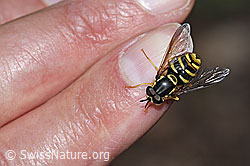 Gemeine Wespenschwebfliege (Chrysotoxum cautum) (F182815)