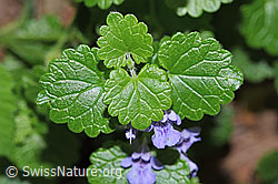 Foto: Gemeine Gundelrebe (Glechoma hederacea)