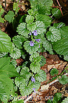 Foto: Gemeine Gundelrebe (Glechoma hederacea)
