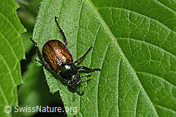 Foto: Gartenlaubkäfer (Phyllopertha horticola)