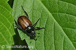 Foto: Gartenlaubkäfer (Phyllopertha horticola)