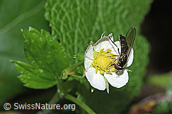 Graue Breitfussschwebfliege (Platycheirus albimanus) auf Wald-Erdbeere (Fragaria vesca) (12.06.2021, F182849)