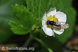 Foto: Graue Breitfussschwebfliege (Platycheirus albimanus) auf Wald-Erdbeere (Fragaria vesca)