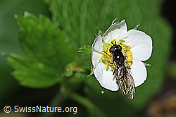 Graue Breitfussschwebfliege (Platycheirus albimanus) auf Wald-Erdbeere (Fragaria vesca) (12.06.2021, F182851)