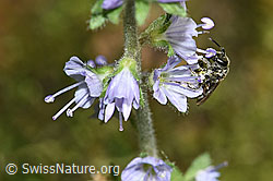 Dunkelgrüne Schmalbiene (Lasioglossum morio) auf Gebräuchlichem Ehrenpreis (Veronica officinalis) (12.06.2021, F182853)