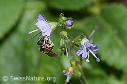 Dunkelgrüne Schmalbiene (Lasioglossum morio)<br/>Gebräuchlicher Ehrenpreis (Veronica officinalis)