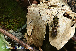 Dunkelgrüne Schmalbiene (Lasioglossum morio) (F182859)