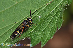 Ragwurz-Zikadenwespe (Argogorytes mystaceus) (12.06.2021, F182869)