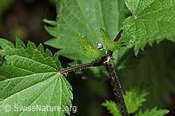 Foto: Grosse Brennnessel (Urtica diocia)