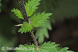 Foto: Grosse Brennnessel (Urtica diocia)