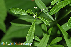 Kletten-Labkraut (Galium aparine) (12.06.2021, F182877)