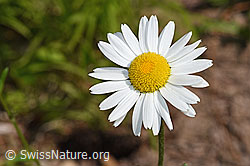 Gewöhnliche Wiesen-Margerite (Leucanthemum vulgare) (F182889)