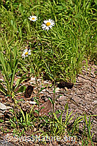 Gewöhnliche Wiesen-Margerite (Leucanthemum vulgare) (F182897)