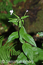 Foto: Berg-Weidenröschen (Epilobium montanum)