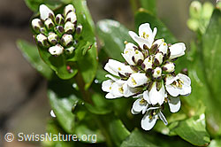 Foto: Bach-Gänsekresse (Arabis subcoriacea)