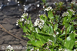 Foto: Bach-Gänsekresse (Arabis subcoriacea)
