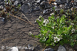 Foto: Bach-Gänsekresse (Arabis subcoriacea)