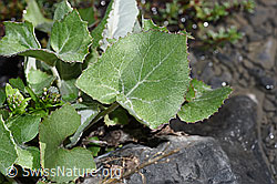 Huflattich (Tussilago farfara) (F183292)