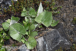 Huflattich (Tussilago farfara) (F183293)