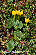 Foto: Sumpf-Dotterblume (Caltha palustris)